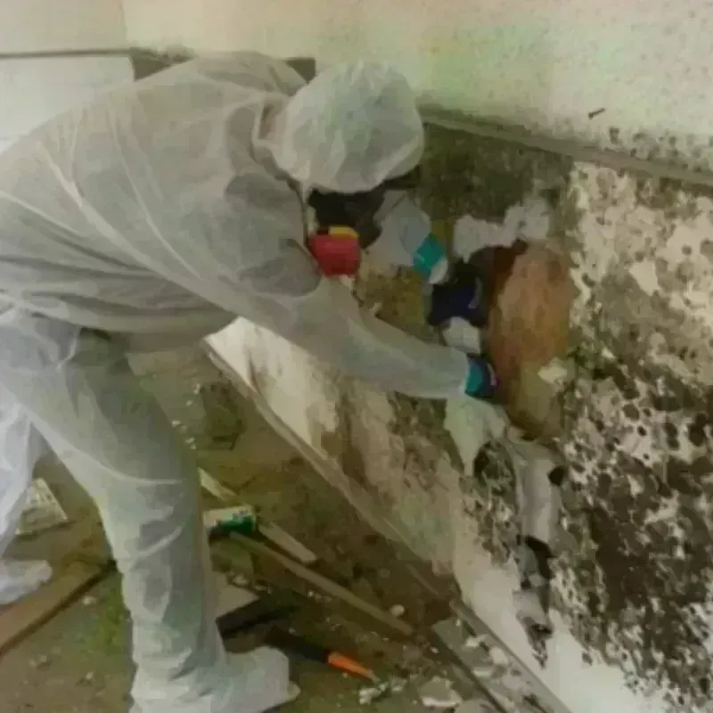 Mold Remediation and Removal in Olyphant, PA